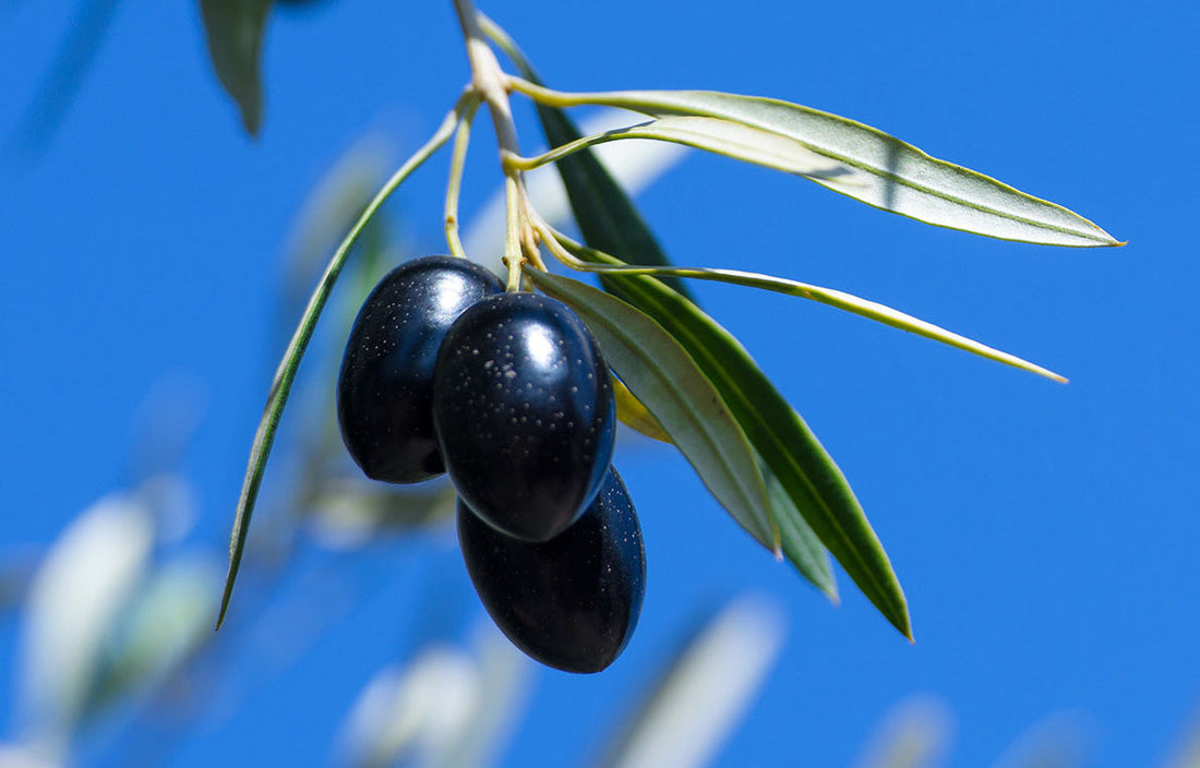 Azapa Valley Olives: A Desert-Born Delicacy Handcrafted by Akapacha