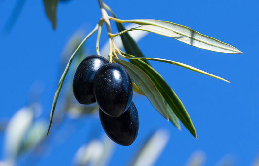 Azapa Valley Olives: A Desert-Born Delicacy Handcrafted by Akapacha