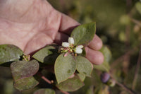 Close-up of fresh blueberry leaves used in Prana Fruit Blueberry Leaf Powder.